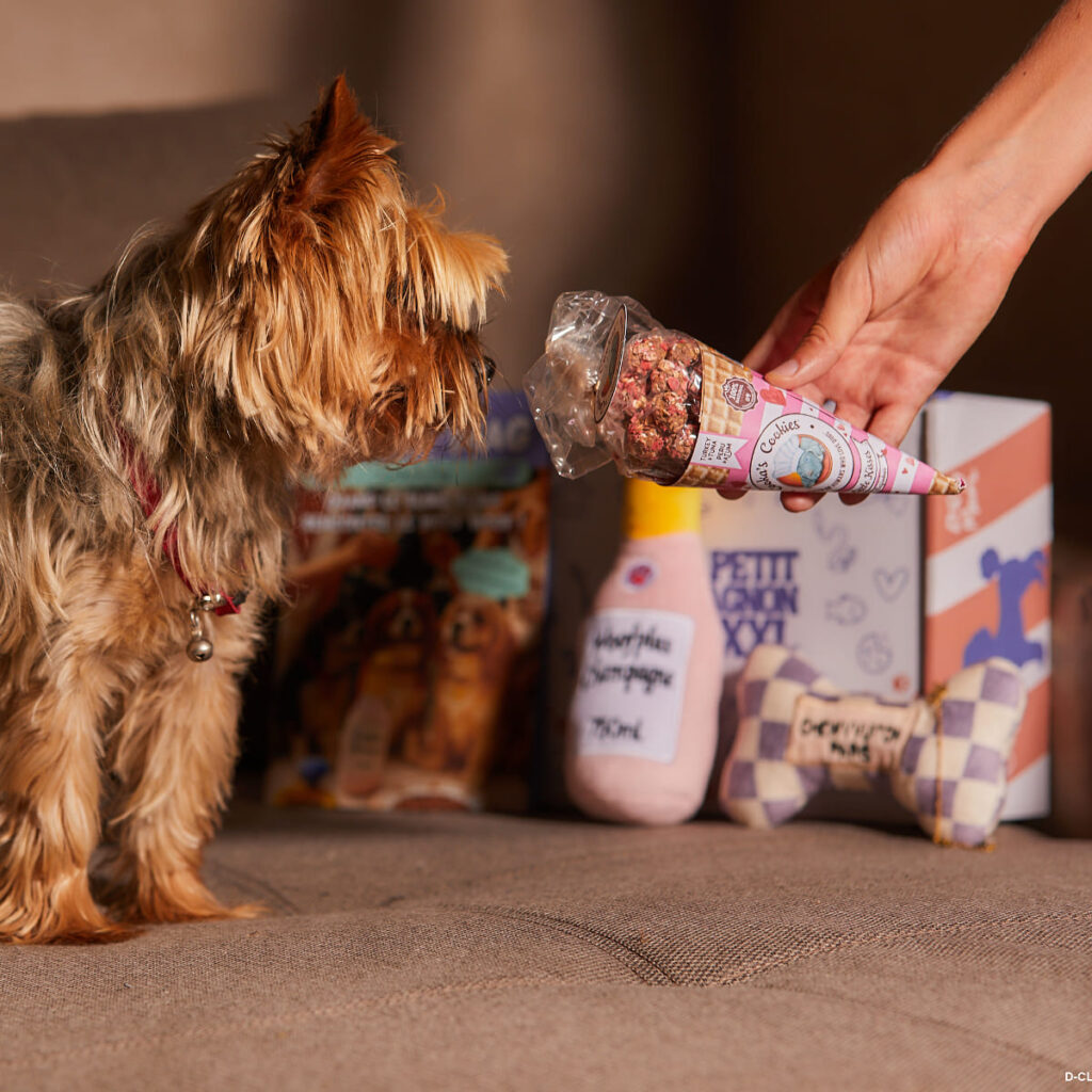 Exemple de la box de juin 2025 de Itsy bitsy dog box avec un chien sur un canapé prêt à déguster les friandises